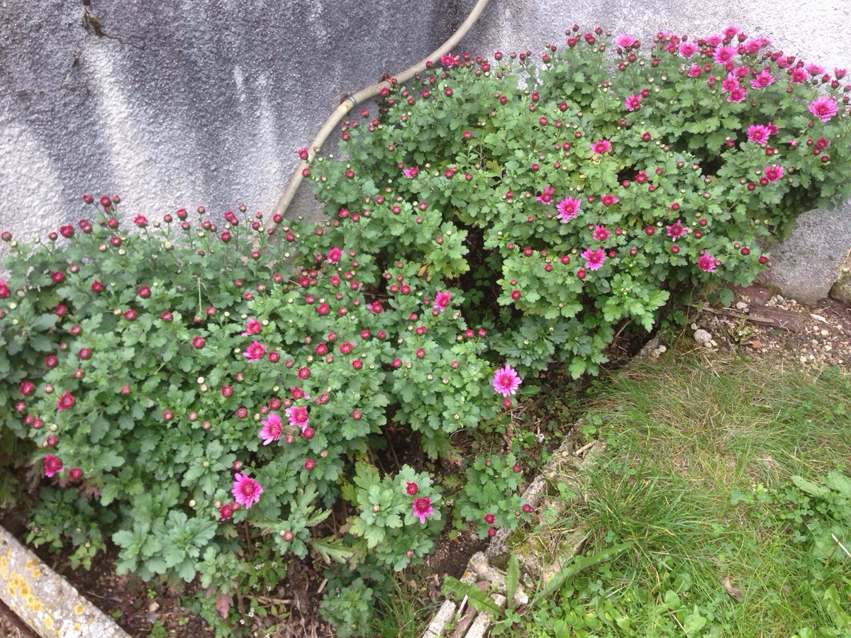 20131021-094124.jpg