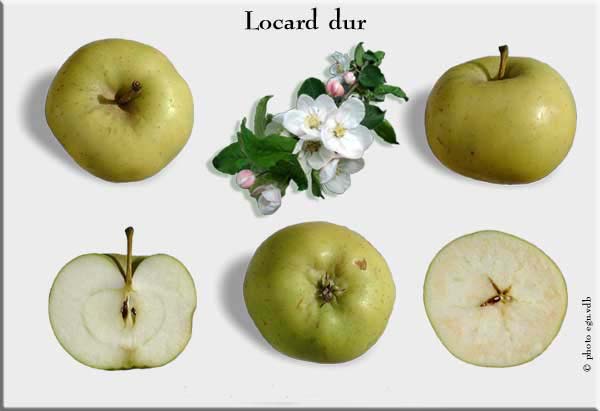 locard-dur-w